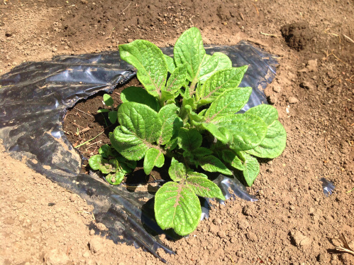 インカのめざめ