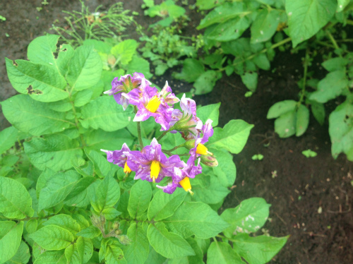 メークインの花