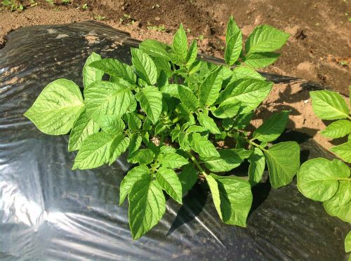 インカのめざめ成長