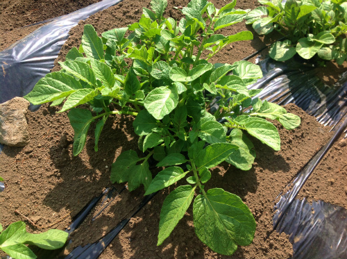 ジャガイモ成長