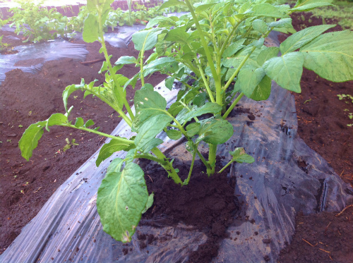 男爵イモ芽かき1