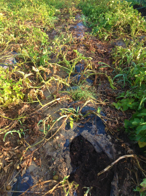 ジャガイモ収穫時1