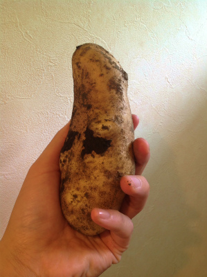 メークイン収穫