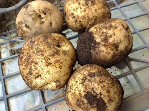 ジャガイモ収穫