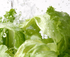 家庭菜園でレタス