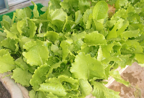 レタス栽培